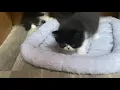 Exotic Shorthair Cats Sale in Fowlerville MI