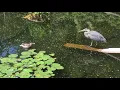 Mama duck vs heron