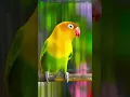 Download Lagu Tembakan lovebird #shorts #lovebird