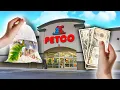 Top 5 Petco Fish I Would Buy