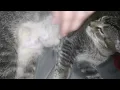 What a spay incision should like like if healing correctly your