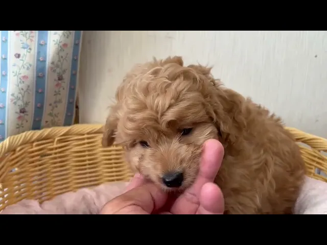 動画