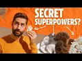 5 Mushrooms That SHOULD Be Medicinal Superstars Top Benefits and More