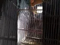 Download Lagu korlap,wiceh pancingan burung bahan pasti ikut bunyi