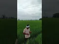 Download Lagu #AGRICUTURE DIPARTMENT #SIRSA#HARYANA#AGRI VIDEO#