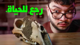 العلماء رجعوا مخلوق منقرض دندنها