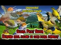 Download Lagu Suara prenjak satrter dan sogon ribut pemanggil burung liar pasti datang menyambar Q7