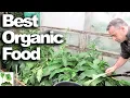 HOW to make COMFREY fertilizer At Home - The Very BEST Way