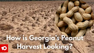 South Georgia growers prepare for peanut harvest amid field global trade uncertainties