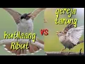 Download Lagu pikat kutilang ribut kombinasi gereja tarung
