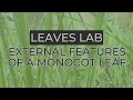 Leaves Lab External Features of a Monocot