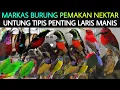 🌟 MARKAS (BURUNG PEMAKAN NEKTAR) BURUNG MEWAH HARGA MURAH DI PASAR BURUNG PRAMUKA HARI INI