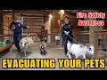 Evacuating Your Pets During a Fire