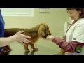Westside Veterinary