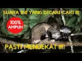 Download Lagu SUARA PEMANGGIL MUSANG PANDAN 🔴DURASI PANJANG🔴