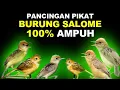 Download Lagu PANCINGAN PIKAT SUARA BURUNG PRENJAK SALOME
