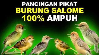 Download PANCINGAN PIKAT SUARA BURUNG PRENJAK SALOME MP3