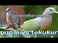 suara pikat ampuh punai vs tekukur