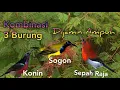 Download Lagu Suara Pikat Sogon Konin Sepah Raja Dijamin Ampuh