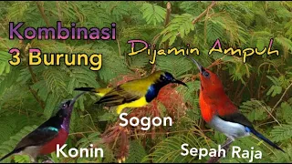 suara pikat sogon konin sepah raja dijamin ampuh