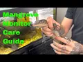 Mangrove Monitor Care Guide
