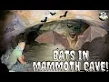 Brotha By Nature EP1 - Bats in Mammoth Cave Utah