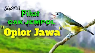 suara pikat burung opior jawa 