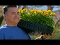 IFA Weed Feed - Ultimate Power Move 15
