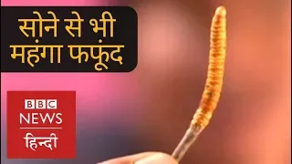 This Fungus known as the Himalayan Viagra is more Expensive than Gold BBC Hindi