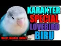 Download Lagu Karakter Special Lovebird Biru - Violet, Mangsi, Cobalt