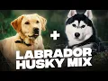 Husky MIX Labrador YOUR Complete GUIDE