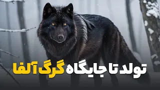 زندگی گرگ نر از تولد تا جایگاه گرگ آلفا دندنها