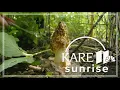 Tips for finding morel mushrooms