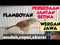 Download Lagu CARA MEMBEDAKAN FLAMBOYAN JANTAN DAN BETINA