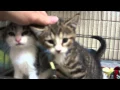 Dallas Kittens