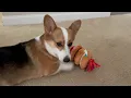 Dunkin doughnuts toys reviewed by Ruby and Camo