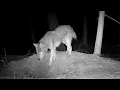 What Happens When a Coyote Tiptoes to the Fox Den