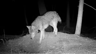 What Happens When a Coyote Tiptoes to the Fox Den