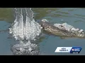 Mississippi highlights 8 popular alligator hotspots as sightings increase