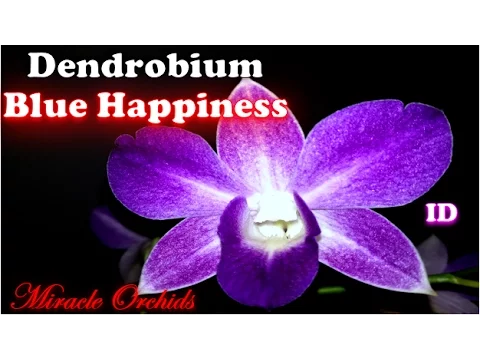 DENDROBIUM BLUE HAPPINESS (SANKOL BLUE) ONE OF THE FEW INDIGO BLUE ORCHIDS!