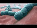 Introduction to the Microbial World