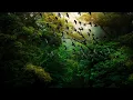 Download Lagu Suara kicau burung unduh gratis