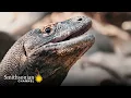 You re Not Ready for How Playful Komodo Dragons Can Be Smithsonian Channel