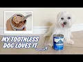 Blue Buffalo Homestyle Recipe Review Chicken Dinner Wet Dog Food for Senior Dogs