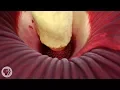Download Lagu This Giant Plant Looks Like Raw Meat and Smells Like Dead Rat | Deep Look