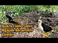 Download Lagu Suara ruak ruak ngajak berantem Mp3 Terbaru Call Sound 2023 #birdtrap #ruakruak