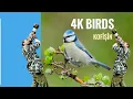 Lagu 4K Birds | Nature Sound | Kofîşîn[Mavi Baştankara]