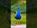 Download Lagu Peafowl bird ~ Peacock sound ❤️ 😍 💖  #birds #peacocksound