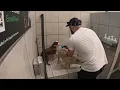 Brody Gronk Try Pet Supplies Plus Self Service Dog Wash