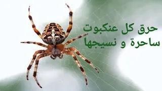 رقية قوية لحرق كل عنكبوت ساحرة و جنودها بإذن الله و تمزيق نسيجها على الجسد و حوله 